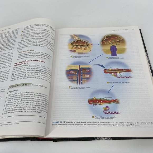 Anatomy Physiology Saladin Sixth Edition The Unity of Form and Function - Picture 4 of 9